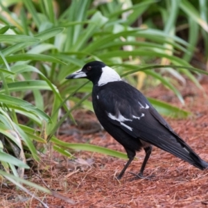 Gymnorhina tibicen at Penrose - 8 Oct 2018