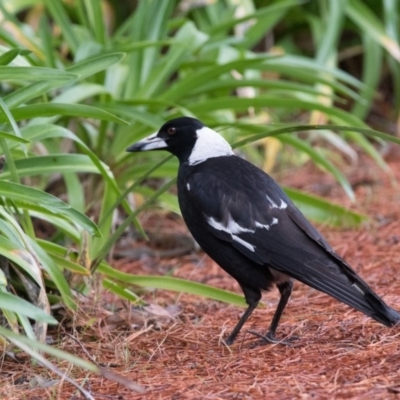 Gymnorhina tibicen (Australian Magpie) at Wingecarribee Local Government Area - 7 Oct 2018 by NigeHartley