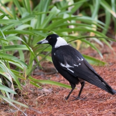 Gymnorhina tibicen (Australian Magpie) at Penrose, NSW - 7 Oct 2018 by NigeHartley