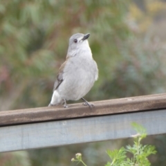 Colluricincla harmonica (Grey Shrikethrush) at Yass River, NSW - 15 Sep 2016 by SenexRugosus