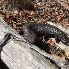 Tiliqua rugosa (Shingleback Lizard) at Yass River, NSW - 17 Jan 2016 by SenexRugosus