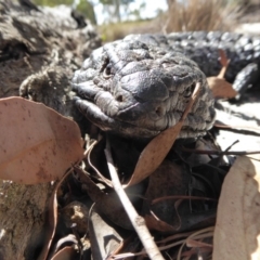 Tiliqua rugosa at Yass River, NSW - 17 Jan 2016 09:22 AM