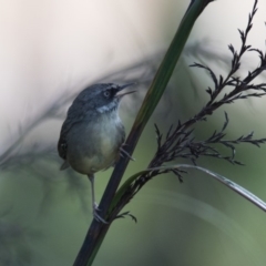 Sericornis frontalis (White-browed Scrubwren) at Penrose - 10 Mar 2019 by NigeHartley