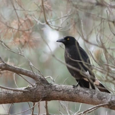 Strepera graculina (Pied Currawong) at Penrose, NSW - 7 Oct 2018 by NigeHartley