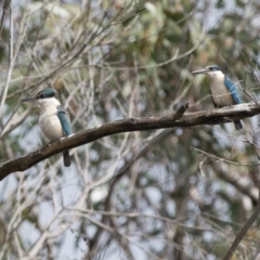 Todiramphus sanctus (Sacred Kingfisher) at Penrose, NSW - 7 Oct 2018 by NigeHartley