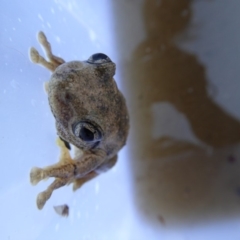 Litoria peronii (Peron's Tree Frog, Emerald Spotted Tree Frog) at Rugosa - 3 Dec 2015 by SenexRugosus