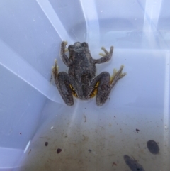 Litoria peronii at Yass River, NSW - 3 Dec 2015