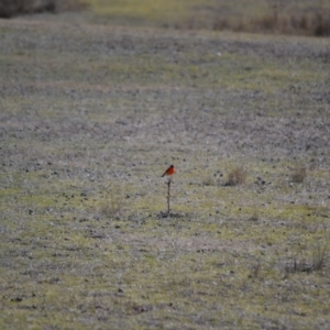 Petroica phoenicea at Rendezvous Creek, ACT - 4 Aug 2019 04:13 AM