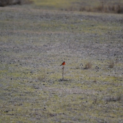 Petroica phoenicea (Flame Robin) at Rendezvous Creek, ACT - 4 Aug 2019 by Bernadette