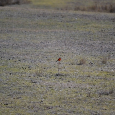 Petroica phoenicea (Flame Robin) at Rendezvous Creek, ACT - 4 Aug 2019 by Bernadette