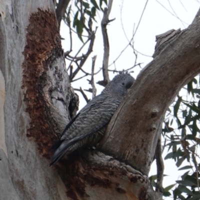 Callocephalon fimbriatum (Gang-gang Cockatoo) at GG174 - 29 Jul 2019 by JackyF