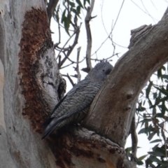 Callocephalon fimbriatum (Gang-gang Cockatoo) at Hughes Grassy Woodland - 29 Jul 2019 by JackyF