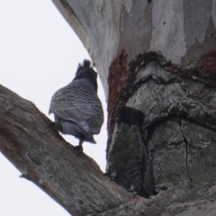 Callocephalon fimbriatum at Hughes, ACT - suppressed