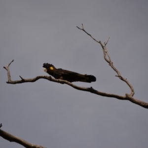 Zanda funerea at Rendezvous Creek, ACT - 4 Aug 2019