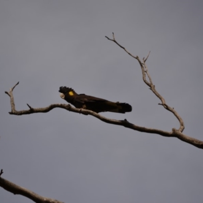 Zanda funerea (Yellow-tailed Black-Cockatoo) at Namadgi National Park - 3 Aug 2019 by Bernadette