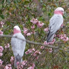 Eolophus roseicapilla (Galah) at Hughes, ACT - 28 Jul 2019 by JackyF