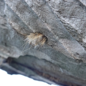 Isodontia sp. (genus) at Deakin, ACT - 28 Jul 2019 04:09 PM