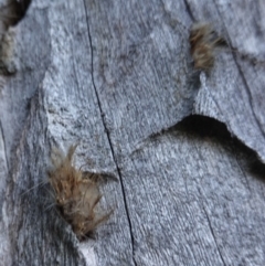 Isodontia sp. (genus) at Deakin, ACT - 28 Jul 2019