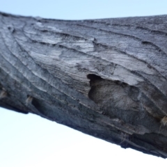 Isodontia sp. (genus) at Deakin, ACT - 28 Jul 2019 04:09 PM