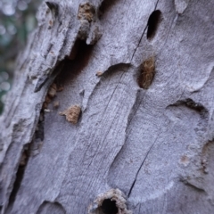 Isodontia sp. (genus) at Deakin, ACT - 28 Jul 2019 04:09 PM