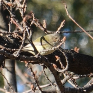 Smicrornis brevirostris at Deakin, ACT - 28 Jul 2019 03:29 PM