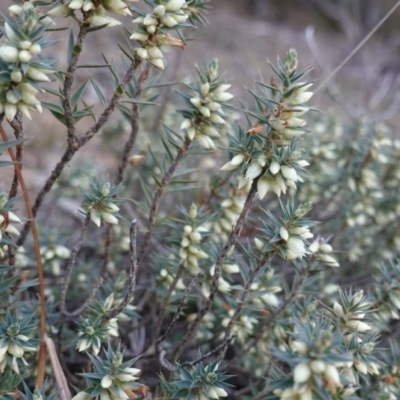 Melichrus urceolatus (Urn Heath) at Red Hill Nature Reserve - 28 Jul 2019 by JackyF