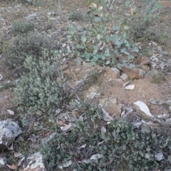 Melichrus urceolatus at Deakin, ACT - 28 Jul 2019