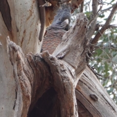 Callocephalon fimbriatum (Gang-gang Cockatoo) at GG102 - 26 Jul 2019 by JackyF