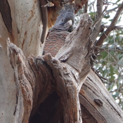 Callocephalon fimbriatum (Gang-gang Cockatoo) at GG38 - 26 Jul 2019 by JackyF