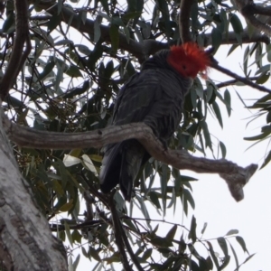 Callocephalon fimbriatum at Hughes, ACT - 26 Jul 2019