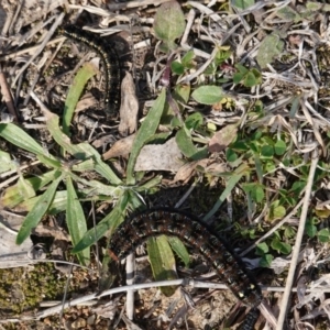 Apina callisto at Deakin, ACT - 4 Aug 2019