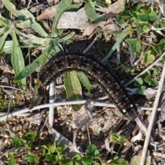 Apina callisto at Deakin, ACT - 4 Aug 2019