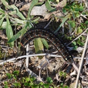 Apina callisto at Deakin, ACT - 4 Aug 2019