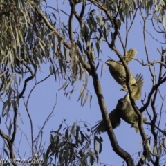 Ptilonorhynchus violaceus (Satin Bowerbird) at Red Hill, ACT - 27 Jul 2019 by JonSteinbeck