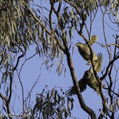Ptilonorhynchus violaceus (Satin Bowerbird) at Red Hill, ACT - 27 Jul 2019 by JonSteinbeck