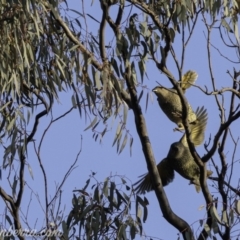 Ptilonorhynchus violaceus (Satin Bowerbird) at Red Hill, ACT - 26 Jul 2019 by BIrdsinCanberra