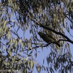 Ptilonorhynchus violaceus at Red Hill, ACT - 27 Jul 2019