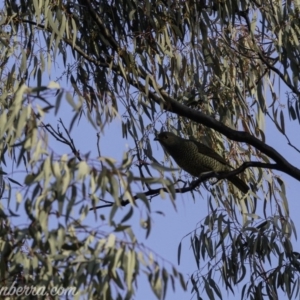 Ptilonorhynchus violaceus at Red Hill, ACT - 27 Jul 2019 07:54 AM