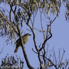 Ptilonorhynchus violaceus at Red Hill, ACT - 27 Jul 2019 07:54 AM