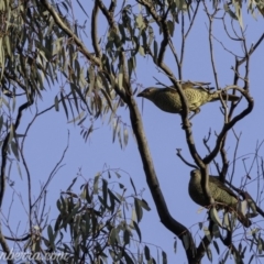 Ptilonorhynchus violaceus at Red Hill, ACT - 27 Jul 2019