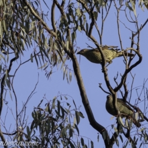 Ptilonorhynchus violaceus at Red Hill, ACT - 27 Jul 2019 07:54 AM