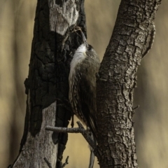 Cormobates leucophaea (White-throated Treecreeper) at Red Hill, ACT - 27 Jul 2019 by JonSteinbeck
