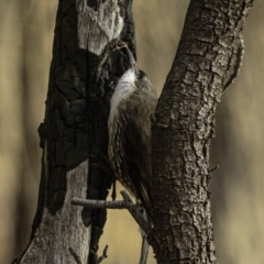 Cormobates leucophaea (White-throated Treecreeper) at Red Hill Nature Reserve - 27 Jul 2019 by BIrdsinCanberra