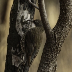 Cormobates leucophaea at Red Hill, ACT - 27 Jul 2019 08:09 AM