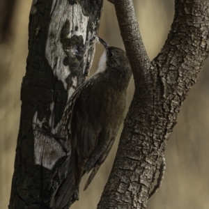 Cormobates leucophaea at Red Hill, ACT - 27 Jul 2019 08:09 AM