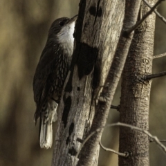 Cormobates leucophaea at Red Hill, ACT - 27 Jul 2019 08:09 AM