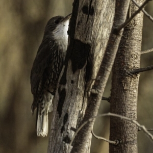 Cormobates leucophaea at Red Hill, ACT - 27 Jul 2019