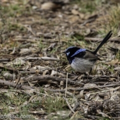 Malurus cyaneus (Superb Fairywren) at Red Hill, ACT - 27 Jul 2019 by JonSteinbeck