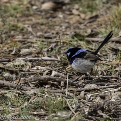 Malurus cyaneus (Superb Fairywren) at Red Hill Nature Reserve - 26 Jul 2019 by BIrdsinCanberra