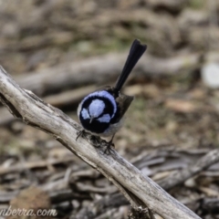 Malurus cyaneus at Red Hill, ACT - 27 Jul 2019 08:39 AM